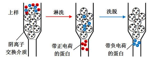 离子交换