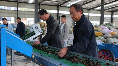 玉屏油茶精深加工厂正式投产运行